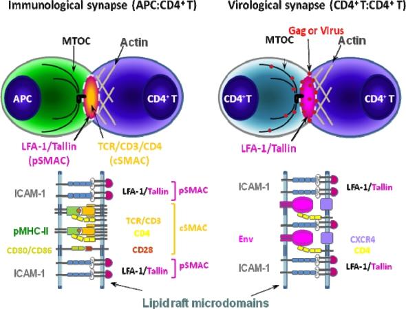 https://cdn.ncbi.nlm.nih.gov/pmc/blobs/867d/3185724/15b8a69607c5/viruses-02-01603f2.jpg