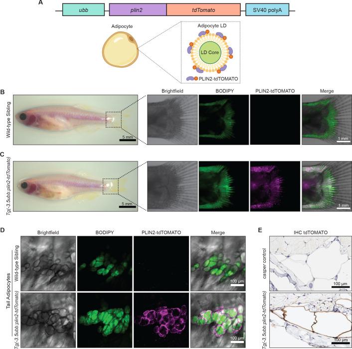 https://cdn.ncbi.nlm.nih.gov/pmc/blobs/867d/8195600/040c9b19f464/elife-64744-fig1.jpg