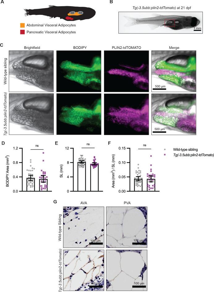 https://cdn.ncbi.nlm.nih.gov/pmc/blobs/867d/8195600/f1229459e120/elife-64744-fig2.jpg
