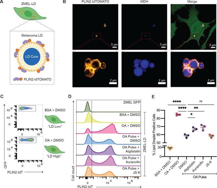 https://cdn.ncbi.nlm.nih.gov/pmc/blobs/867d/8195600/f17bb6ff60c6/elife-64744-fig6.jpg
