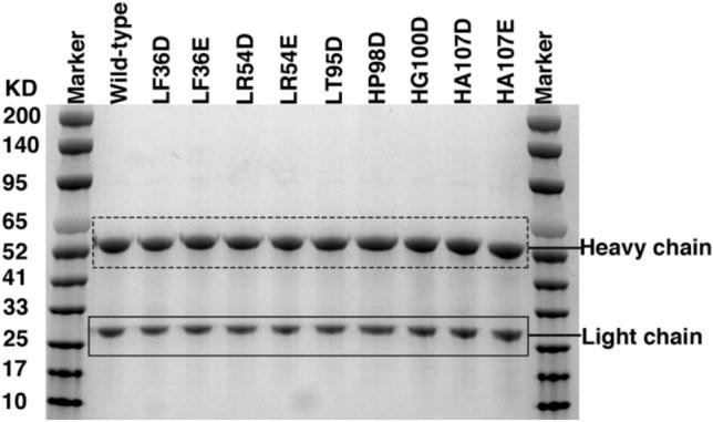 https://cdn.ncbi.nlm.nih.gov/pmc/blobs/867f/8688632/73058fbf160c/13205_2021_3079_Fig4_HTML.jpg