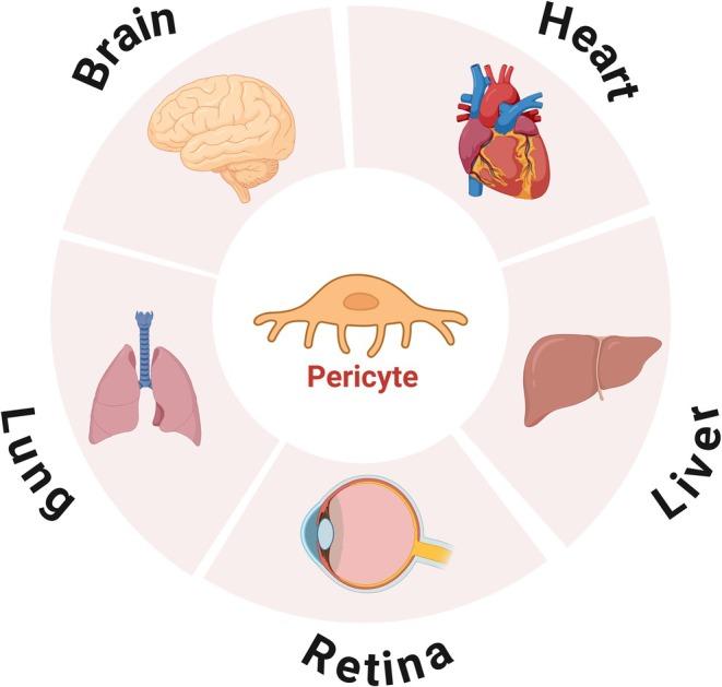 https://cdn.ncbi.nlm.nih.gov/pmc/blobs/8681/12079091/ca7f8980402c/CNS-31-e70422-g003.jpg