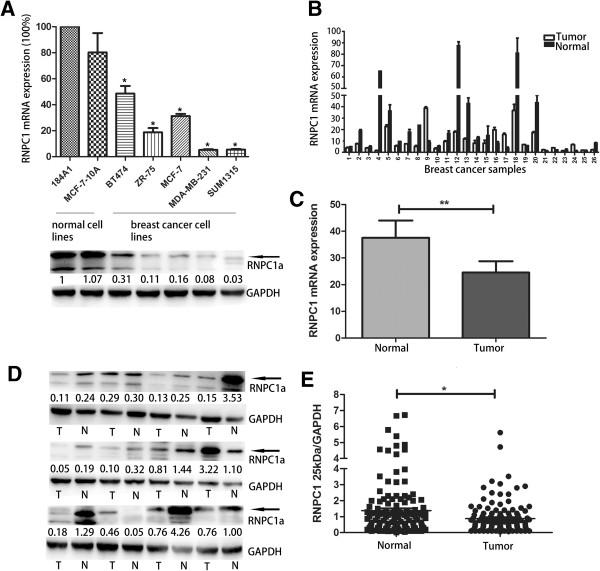 https://cdn.ncbi.nlm.nih.gov/pmc/blobs/8682/4101826/5f818969e977/1471-2407-14-322-1.jpg