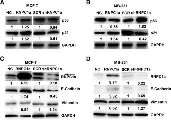https://cdn.ncbi.nlm.nih.gov/pmc/blobs/8682/4101826/e6fd2086ad84/1471-2407-14-322-5.jpg
