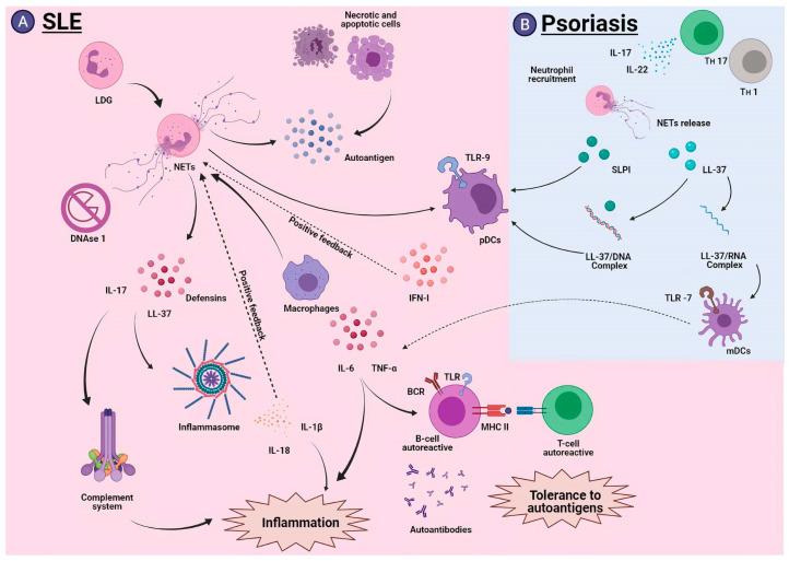https://cdn.ncbi.nlm.nih.gov/pmc/blobs/8684/8230648/ae8a2be8b0b3/cells-10-01469-g005.jpg