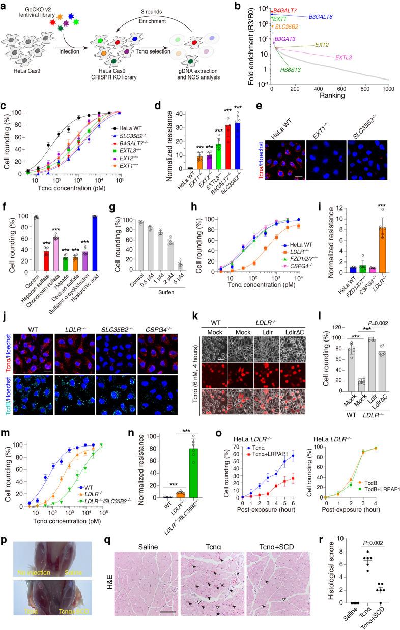 https://cdn.ncbi.nlm.nih.gov/pmc/blobs/8684/8324792/9cf29e28ffc7/41422_2021_510_Fig1_HTML.jpg