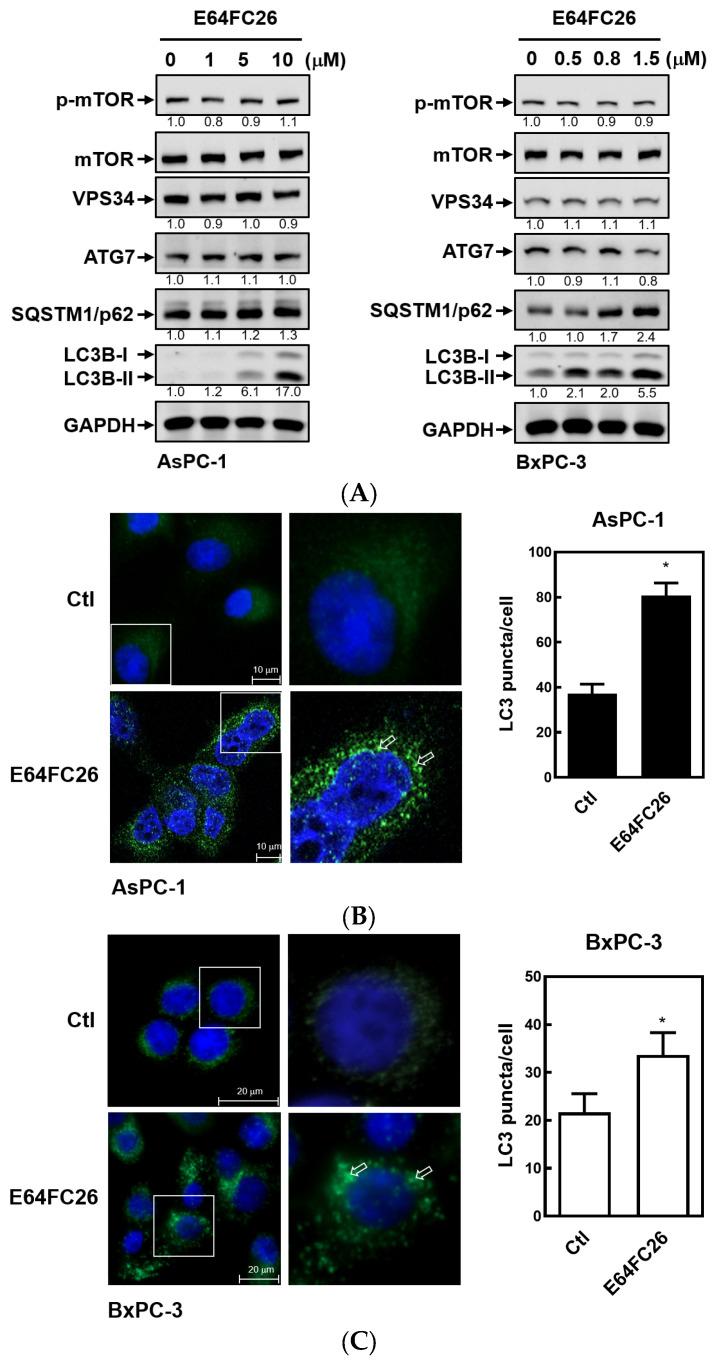 https://cdn.ncbi.nlm.nih.gov/pmc/blobs/8685/10671009/2b83275b226f/ijms-24-16467-g006.jpg