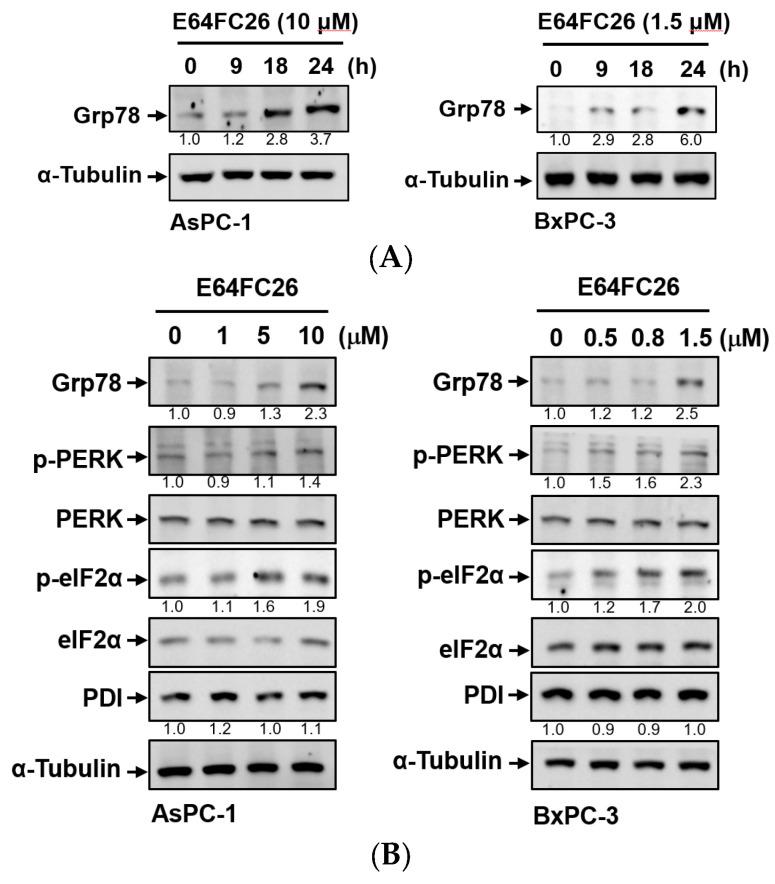 https://cdn.ncbi.nlm.nih.gov/pmc/blobs/8685/10671009/7da159450f31/ijms-24-16467-g003.jpg