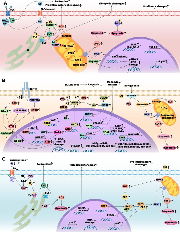 https://cdn.ncbi.nlm.nih.gov/pmc/blobs/8689/10207659/9f0c26a84cec/11658_2023_451_Fig1_HTML.jpg