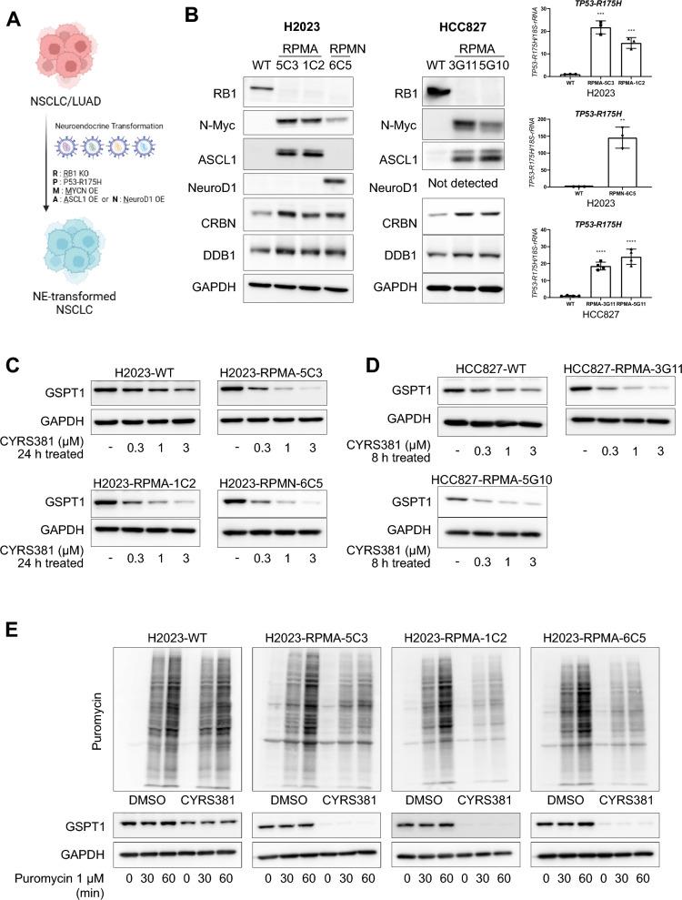 https://cdn.ncbi.nlm.nih.gov/pmc/blobs/868f/12186427/a688acb7d056/40164_2025_674_Fig5a_HTML.jpg