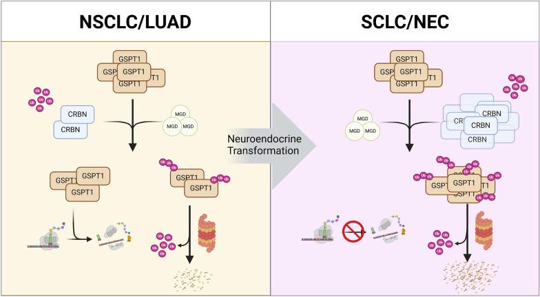 https://cdn.ncbi.nlm.nih.gov/pmc/blobs/868f/12186427/d8398cf2c6b0/40164_2025_674_Fig8_HTML.jpg