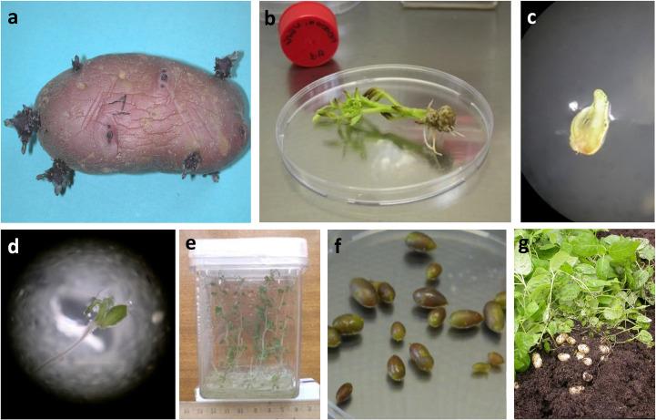 https://cdn.ncbi.nlm.nih.gov/pmc/blobs/8691/12320385/b38d0696e176/fpls-16-1629306-g002.jpg