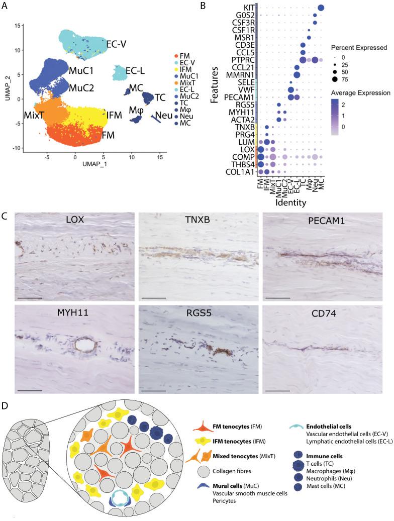 https://cdn.ncbi.nlm.nih.gov/pmc/blobs/8694/10796100/a058fd2f7764/AD-15-1-295-g1.jpg
