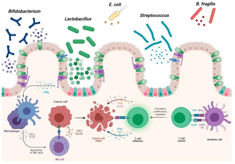 https://cdn.ncbi.nlm.nih.gov/pmc/blobs/8694/8151957/c82e9ee13ae6/microorganisms-09-01021-g004.jpg