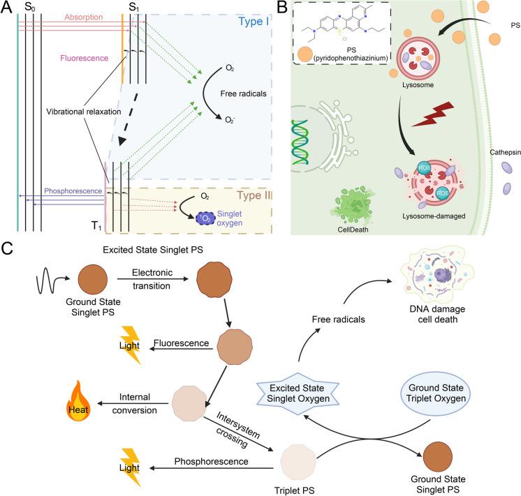 https://cdn.ncbi.nlm.nih.gov/pmc/blobs/8695/11579161/0f9250afd6d3/10565_2024_9943_Fig3_HTML.jpg