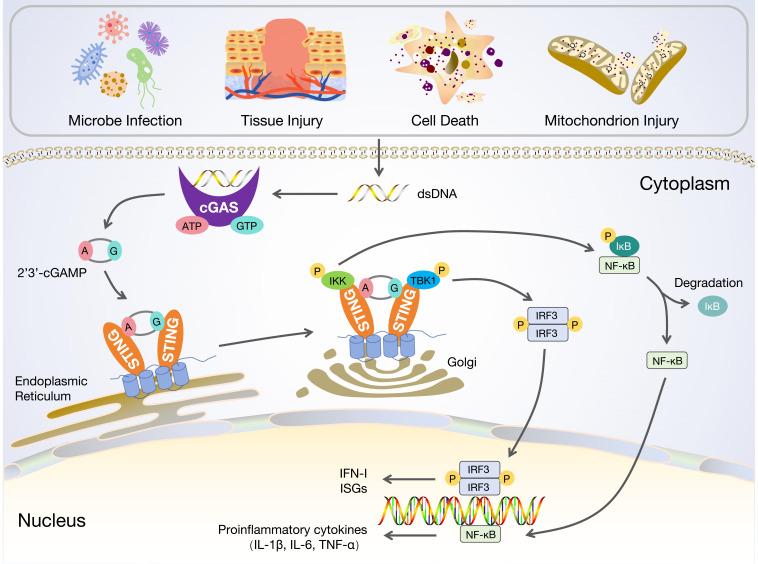 https://cdn.ncbi.nlm.nih.gov/pmc/blobs/8695/12345947/fa7b4ada1130/JIR-18-10777-g0001.jpg