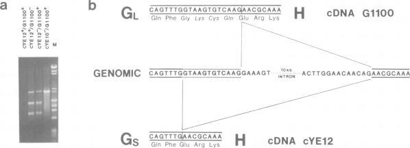 https://cdn.ncbi.nlm.nih.gov/pmc/blobs/8695/454718/83da8fdf0c73/emboj00147-0258-a.jpg