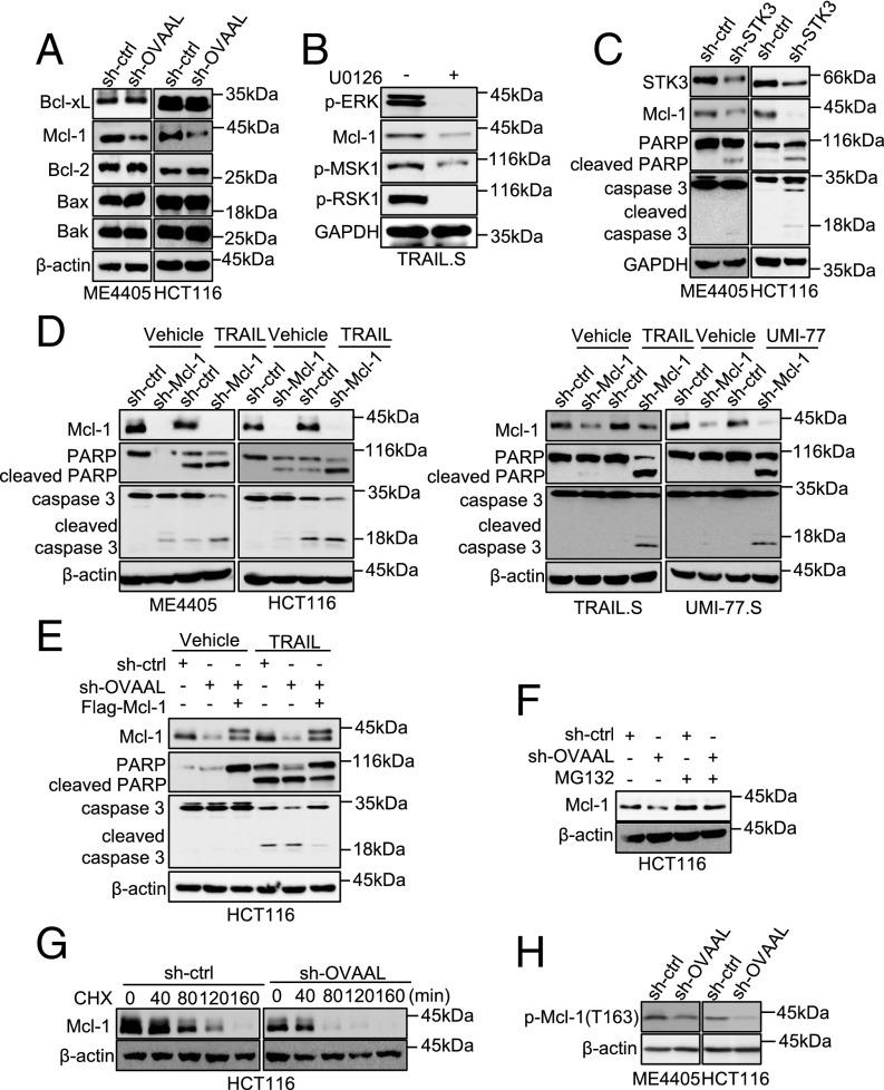 https://cdn.ncbi.nlm.nih.gov/pmc/blobs/8696/6294934/2b65cef09ac5/pnas.1805950115fig06.jpg