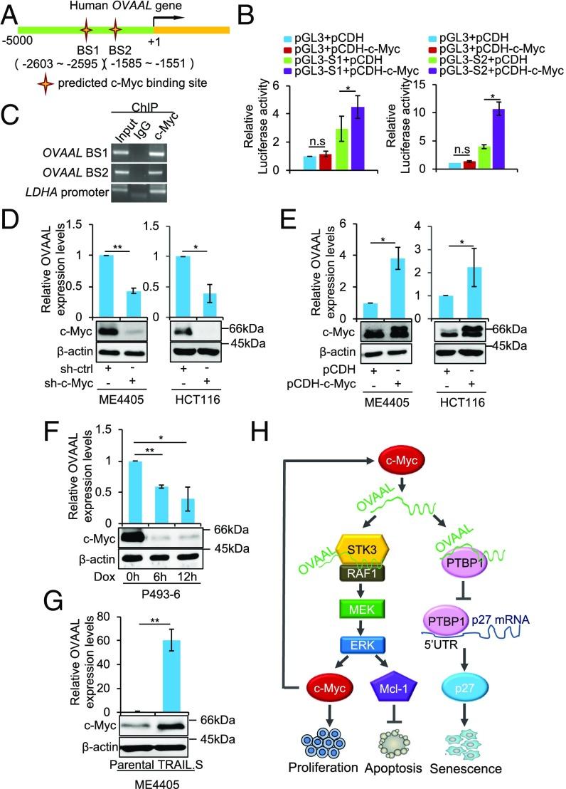 https://cdn.ncbi.nlm.nih.gov/pmc/blobs/8696/6294934/2c30efd0eefd/pnas.1805950115fig08.jpg