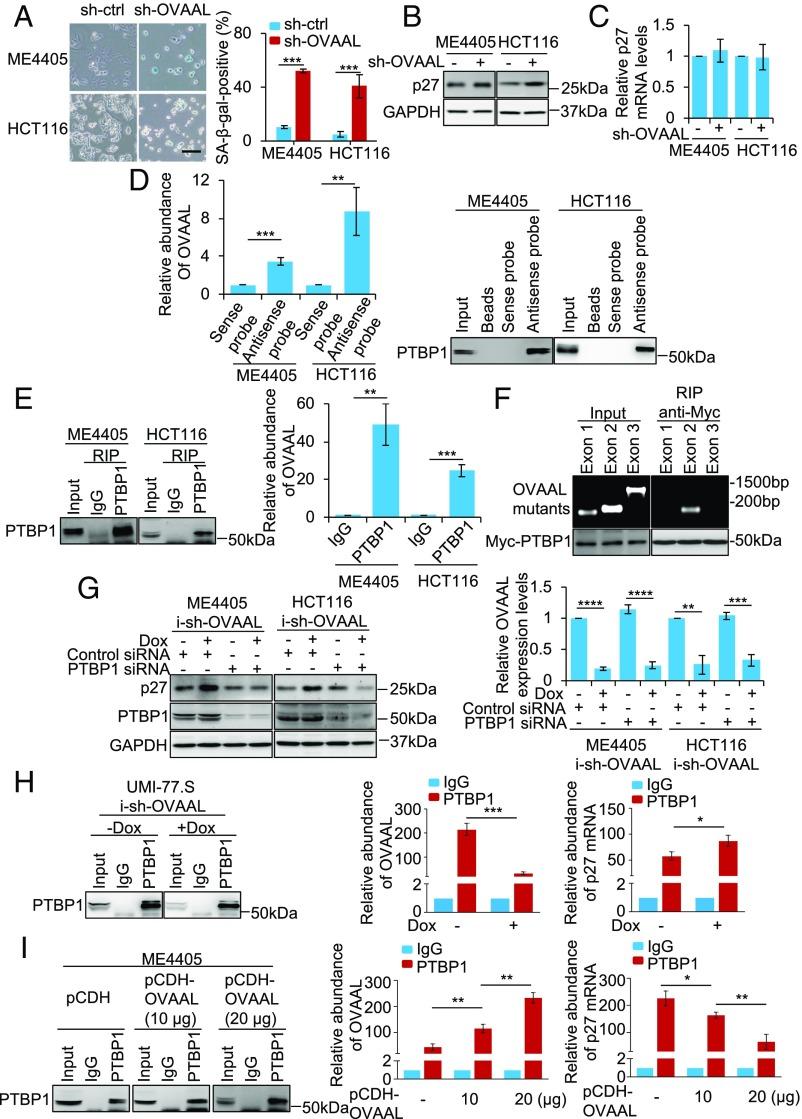 https://cdn.ncbi.nlm.nih.gov/pmc/blobs/8696/6294934/8501c10d5890/pnas.1805950115fig07.jpg