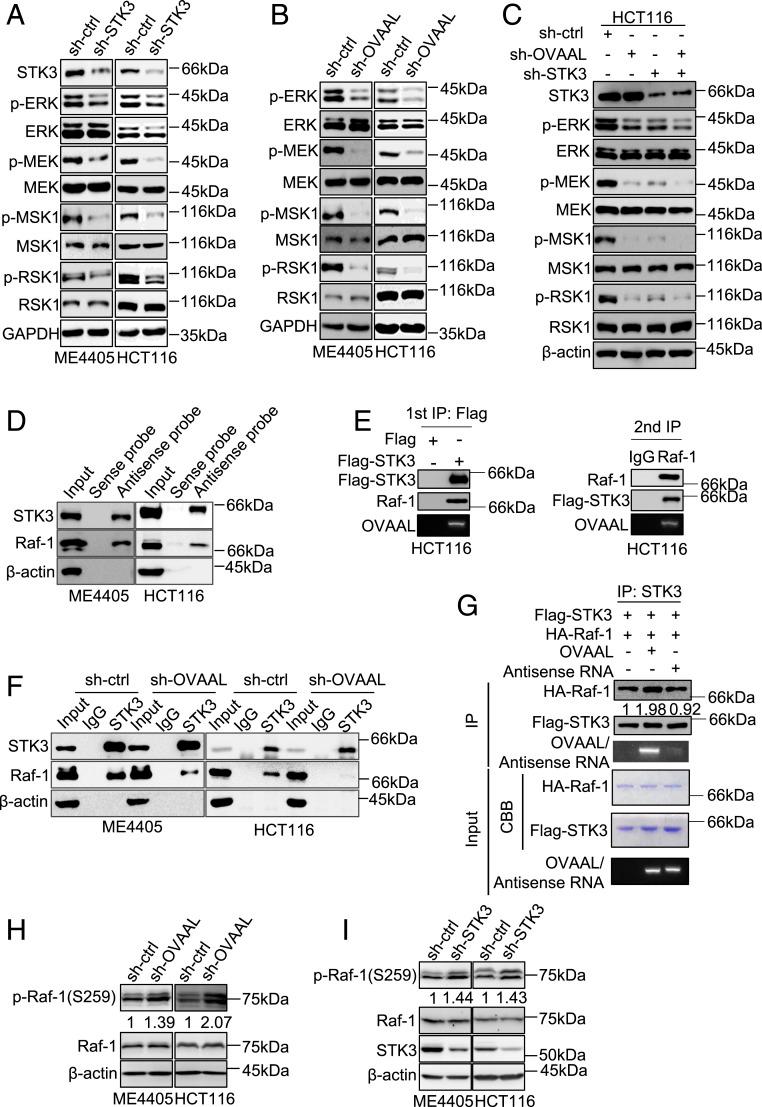 https://cdn.ncbi.nlm.nih.gov/pmc/blobs/8696/6294934/fcb2ad24dcd6/pnas.1805950115fig04.jpg
