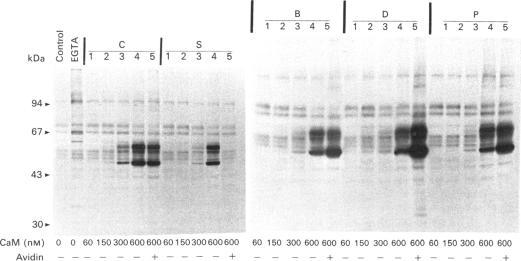 https://cdn.ncbi.nlm.nih.gov/pmc/blobs/8697/1150115/c5b8b48b2a27/biochemj00160-0189-a.jpg