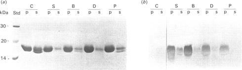 https://cdn.ncbi.nlm.nih.gov/pmc/blobs/8697/1150115/cf97a41eda60/biochemj00160-0187-a.jpg