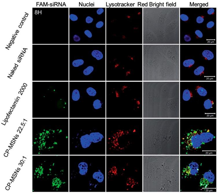 https://cdn.ncbi.nlm.nih.gov/pmc/blobs/8699/6154527/b0272008e52b/molecules-22-00782-g004.jpg