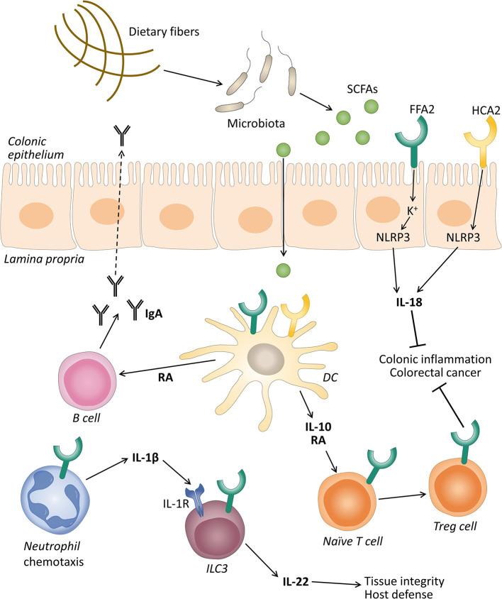 https://cdn.ncbi.nlm.nih.gov/pmc/blobs/869a/8060628/056cfb68d930/fphys-12-662739-g0001.jpg