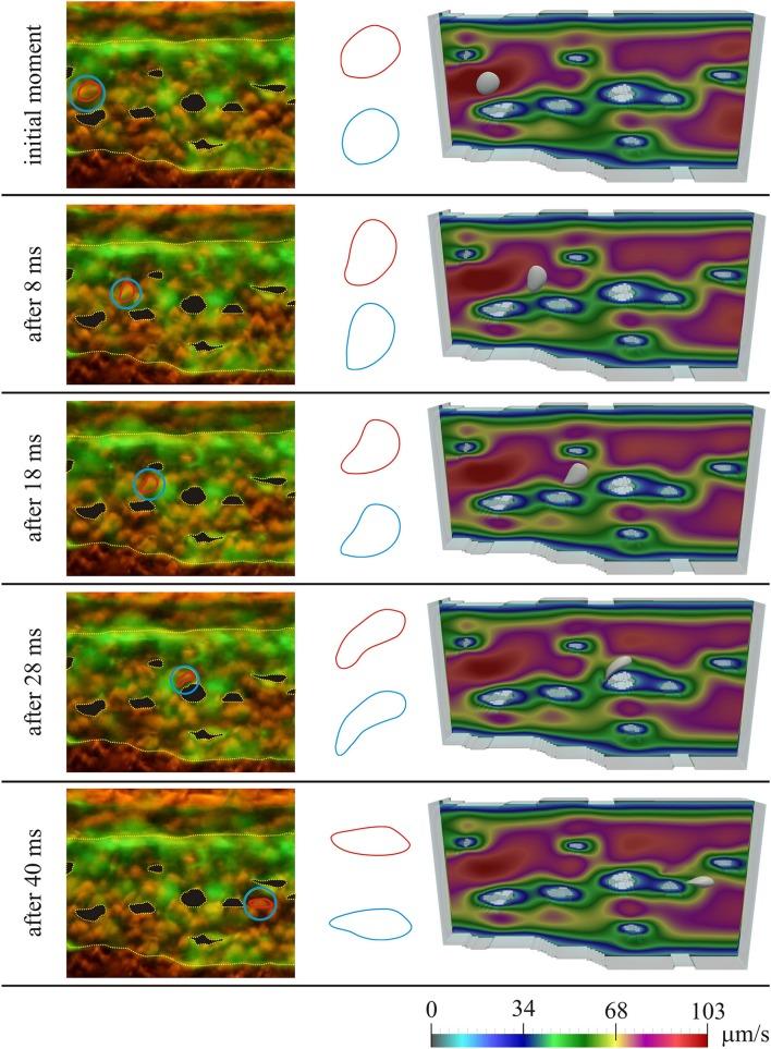 https://cdn.ncbi.nlm.nih.gov/pmc/blobs/86ab/5054008/91388e00d2a6/fphys-07-00455-g0003.jpg