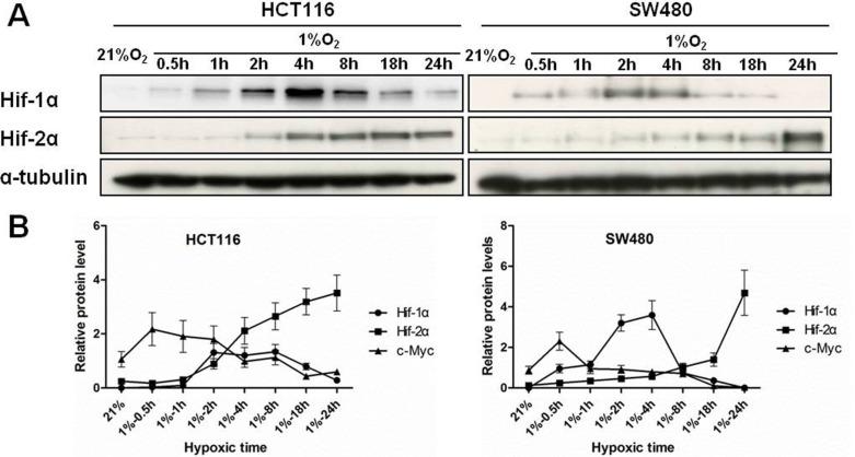 https://cdn.ncbi.nlm.nih.gov/pmc/blobs/86ab/5346686/067d838647d9/oncotarget-07-78910-g002.jpg