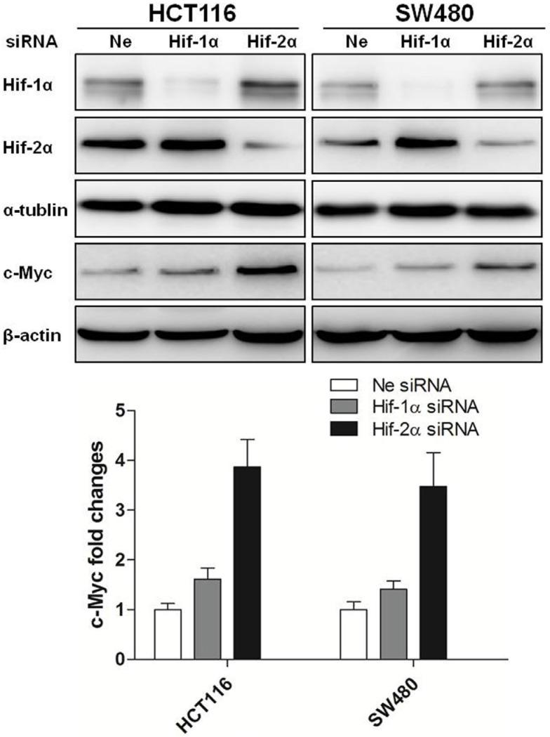 https://cdn.ncbi.nlm.nih.gov/pmc/blobs/86ab/5346686/dea0233ad2a8/oncotarget-07-78910-g003.jpg