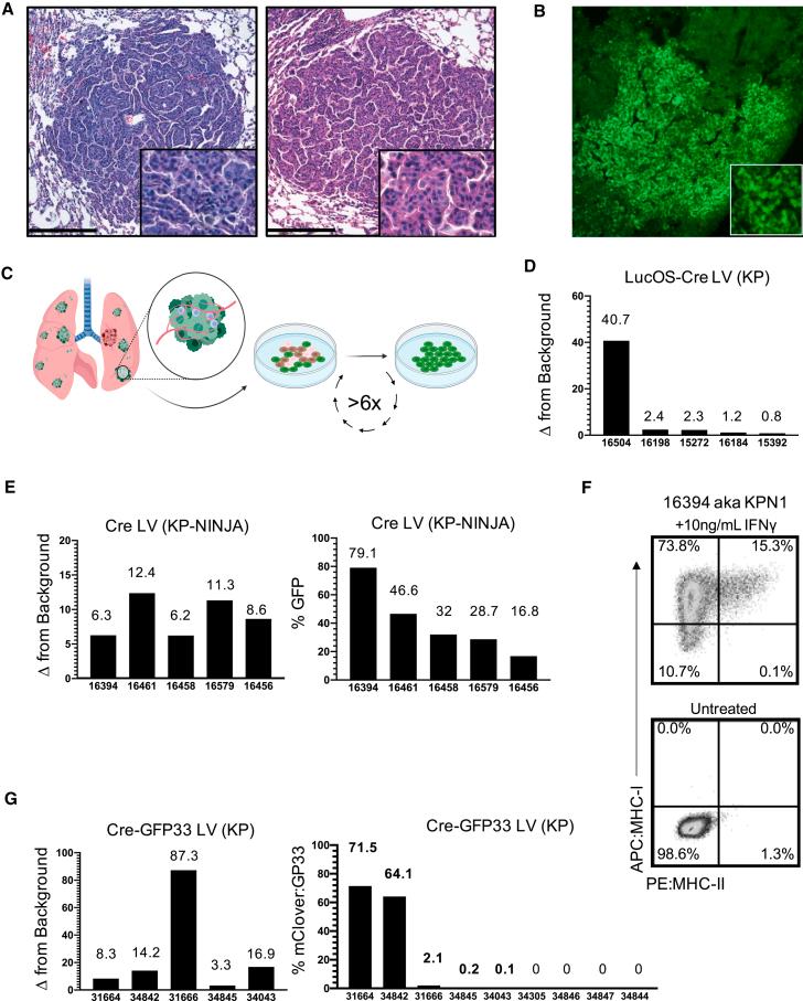 https://cdn.ncbi.nlm.nih.gov/pmc/blobs/86ad/9017202/239b616707c8/gr3.jpg