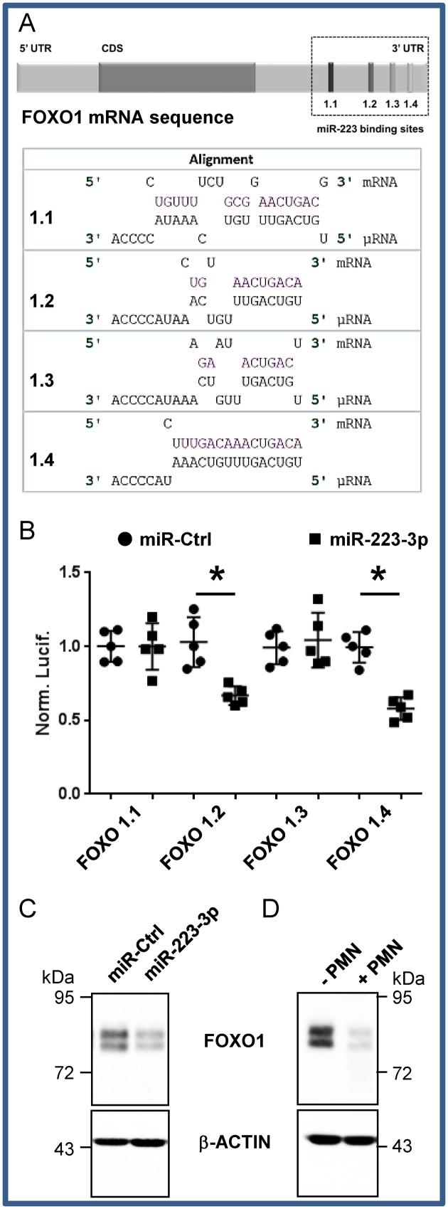 https://cdn.ncbi.nlm.nih.gov/pmc/blobs/86b0/5397191/64a2ca094046/gkw1284fig2.jpg