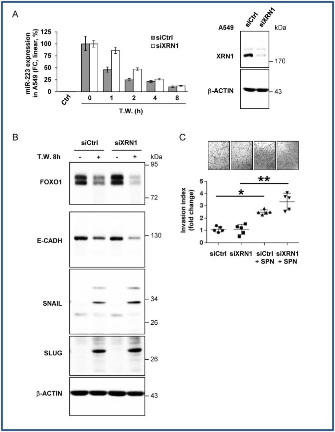 https://cdn.ncbi.nlm.nih.gov/pmc/blobs/86b0/5397191/65d3420ce0dc/gkw1284fig5.jpg