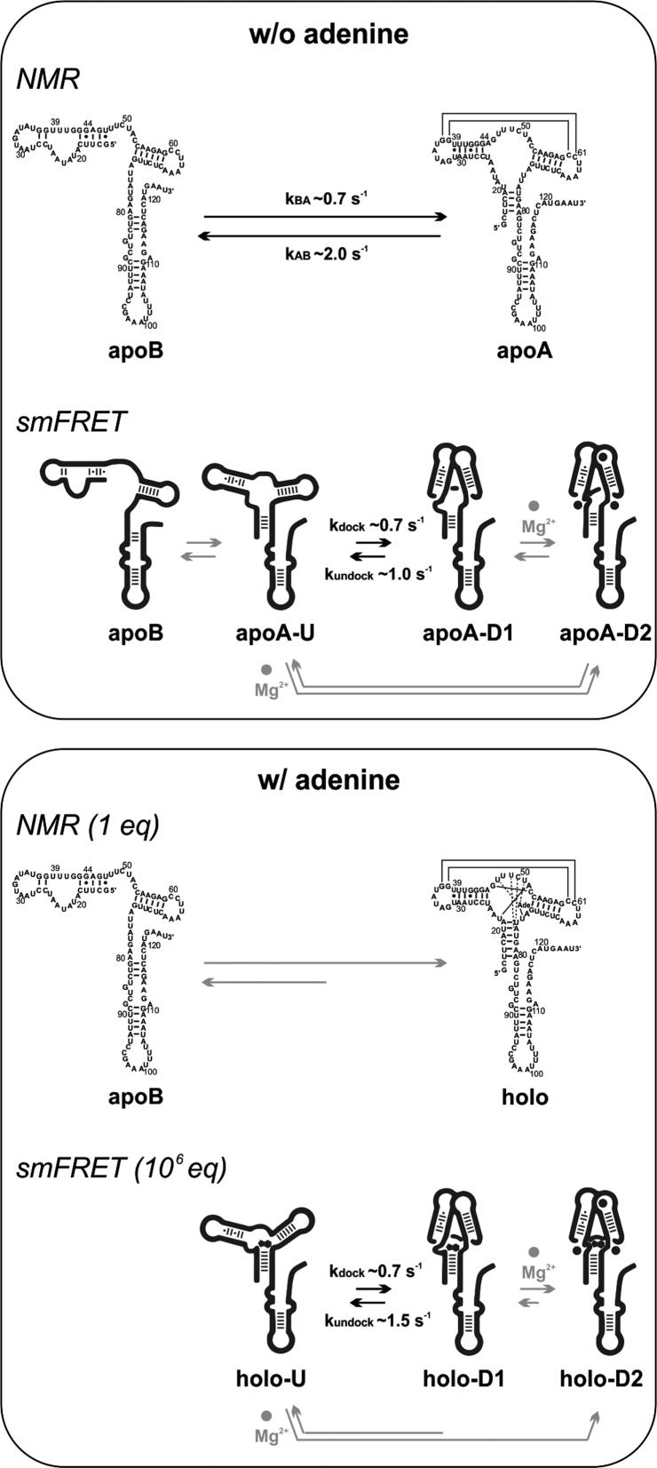 https://cdn.ncbi.nlm.nih.gov/pmc/blobs/86b2/5605240/5e36a5f41d8e/gkx110fig5.jpg