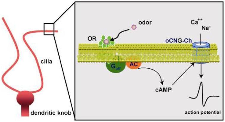 https://cdn.ncbi.nlm.nih.gov/pmc/blobs/86b3/3707451/12f2cd122397/sensors-08-06303f2.jpg