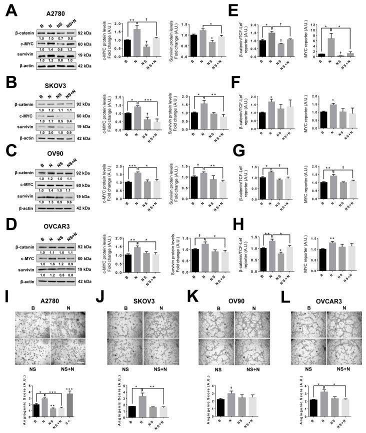 https://cdn.ncbi.nlm.nih.gov/pmc/blobs/86b4/6966471/c882a9882404/cancers-11-01970-g005.jpg