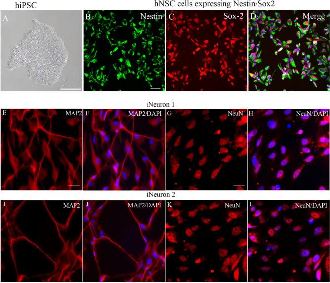 https://cdn.ncbi.nlm.nih.gov/pmc/blobs/86b6/12008877/3d52c6cb71e0/13287_2025_4324_Fig1_HTML.jpg