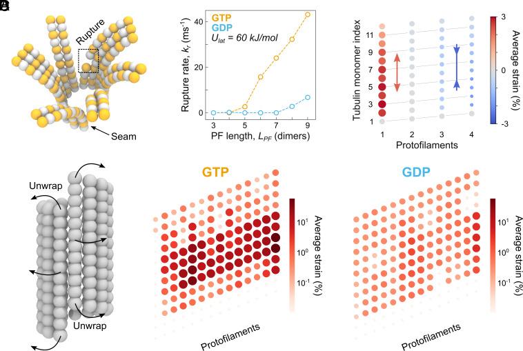 https://cdn.ncbi.nlm.nih.gov/pmc/blobs/86b6/12146719/43d5772a30f2/pnas.2424263122fig03.jpg