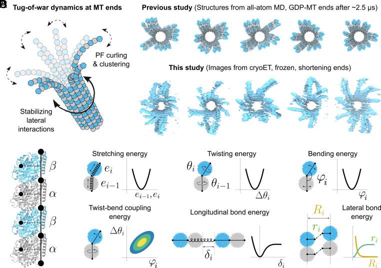 https://cdn.ncbi.nlm.nih.gov/pmc/blobs/86b6/12146719/c21bbc425228/pnas.2424263122fig01.jpg