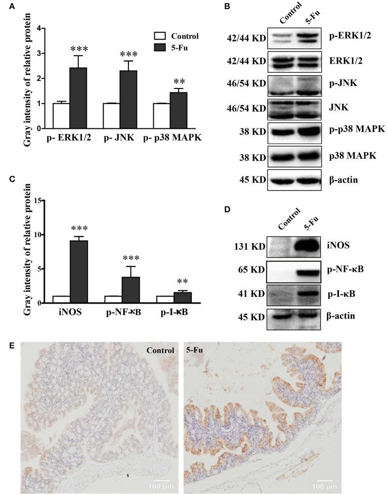 https://cdn.ncbi.nlm.nih.gov/pmc/blobs/86b8/5662589/a206819e5000/fcimb-07-00455-g0004.jpg