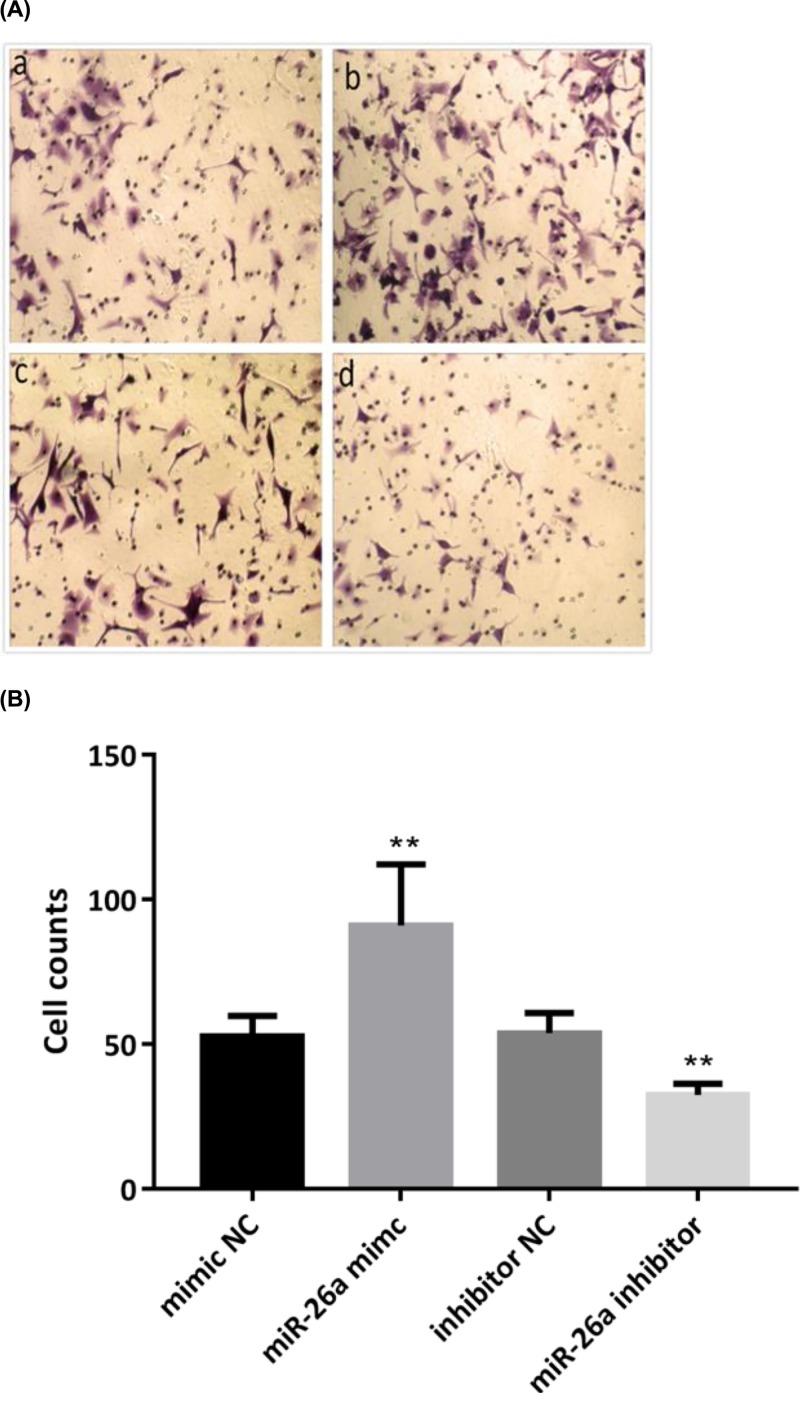 https://cdn.ncbi.nlm.nih.gov/pmc/blobs/86b8/6658817/c23f61cb6fc8/bsr-39-bsr20182192-g5.jpg