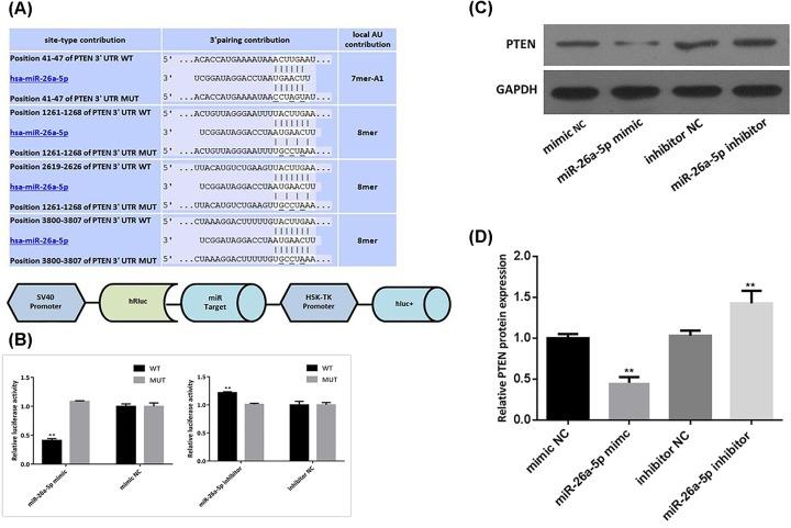 https://cdn.ncbi.nlm.nih.gov/pmc/blobs/86b8/6658817/d34db750dd02/bsr-39-bsr20182192-g6.jpg
