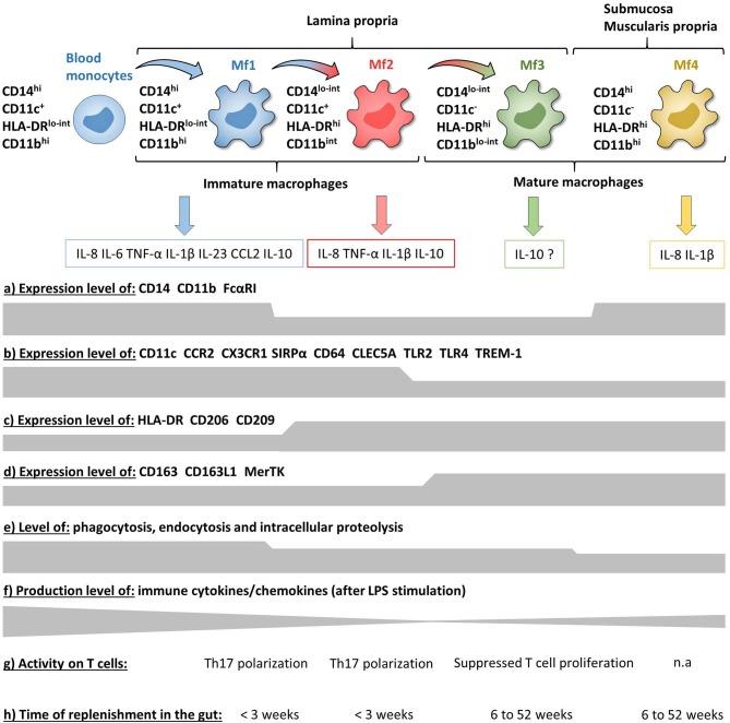 https://cdn.ncbi.nlm.nih.gov/pmc/blobs/86b8/7093381/54cb332a1b0b/fimmu-11-00410-g0006.jpg