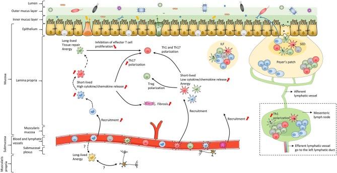 https://cdn.ncbi.nlm.nih.gov/pmc/blobs/86b8/7093381/caef5dd4248f/fimmu-11-00410-g0002.jpg