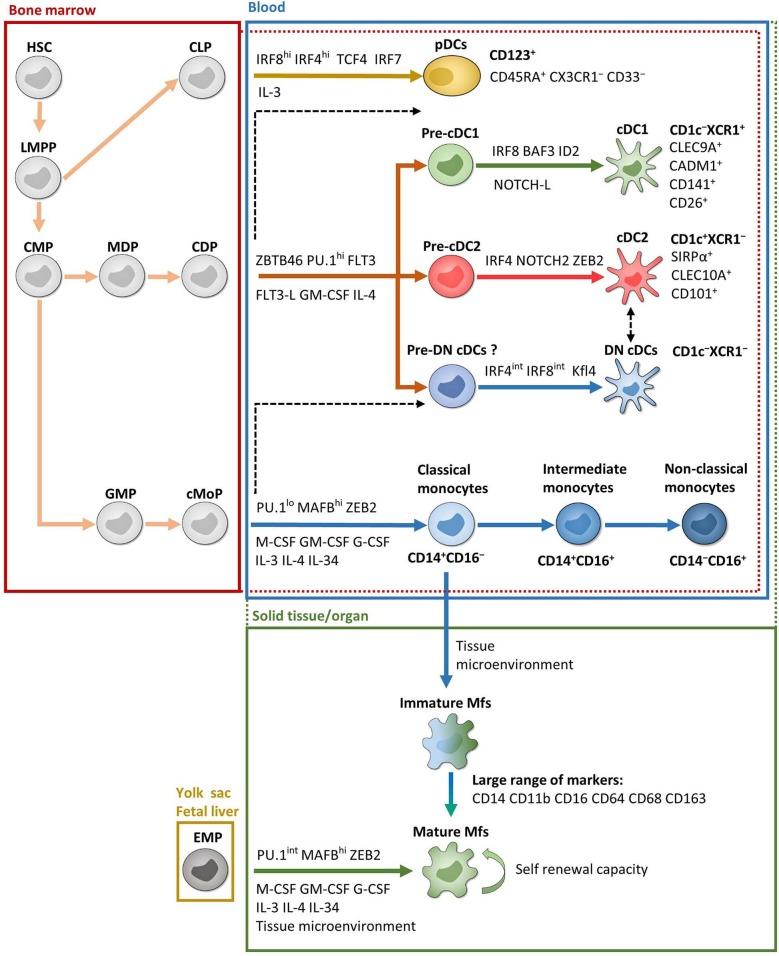 https://cdn.ncbi.nlm.nih.gov/pmc/blobs/86b8/7093381/e13906138849/fimmu-11-00410-g0001.jpg