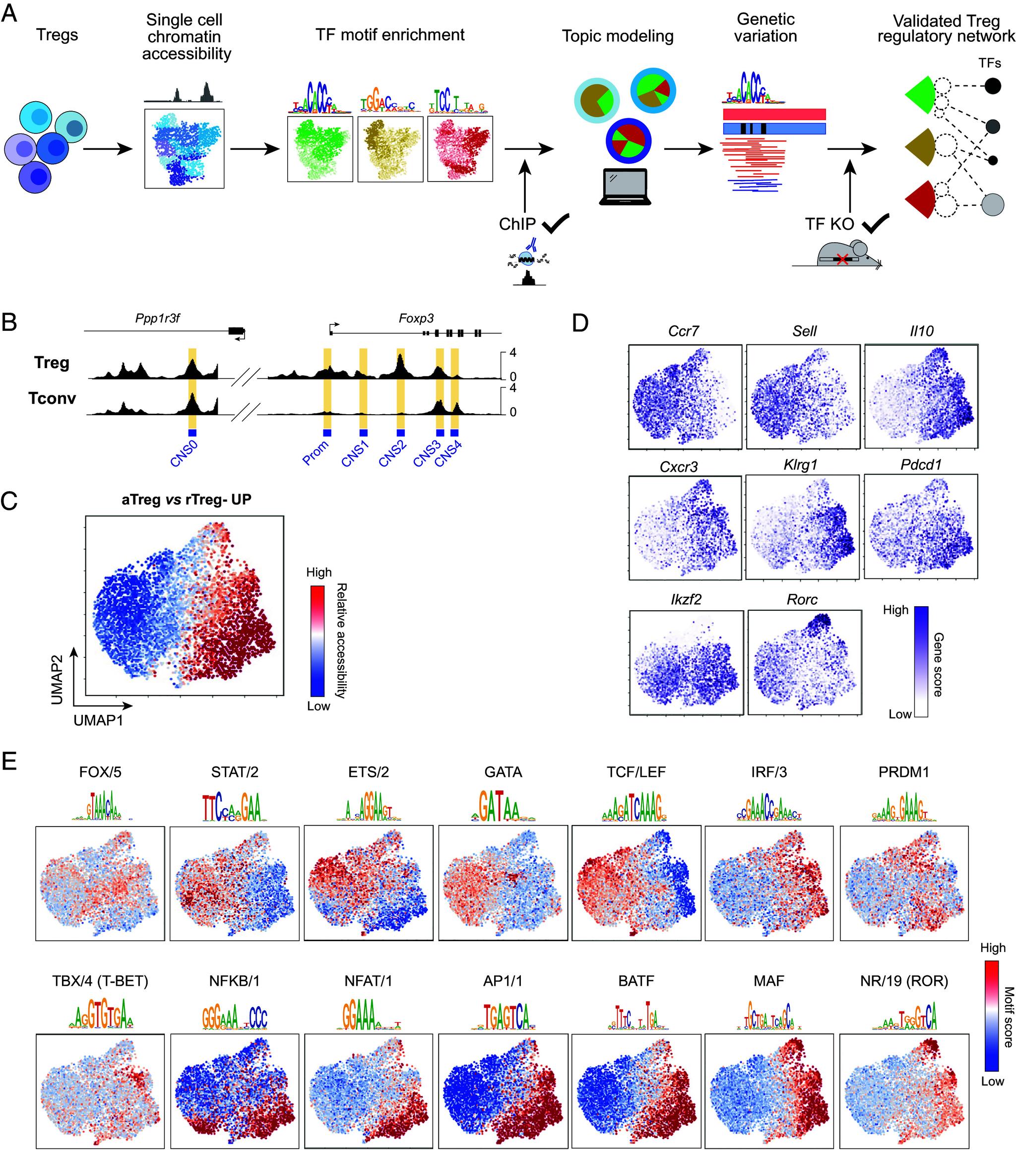 https://cdn.ncbi.nlm.nih.gov/pmc/blobs/86bc/11388289/335ed4880301/pnas.2411301121fig01.jpg
