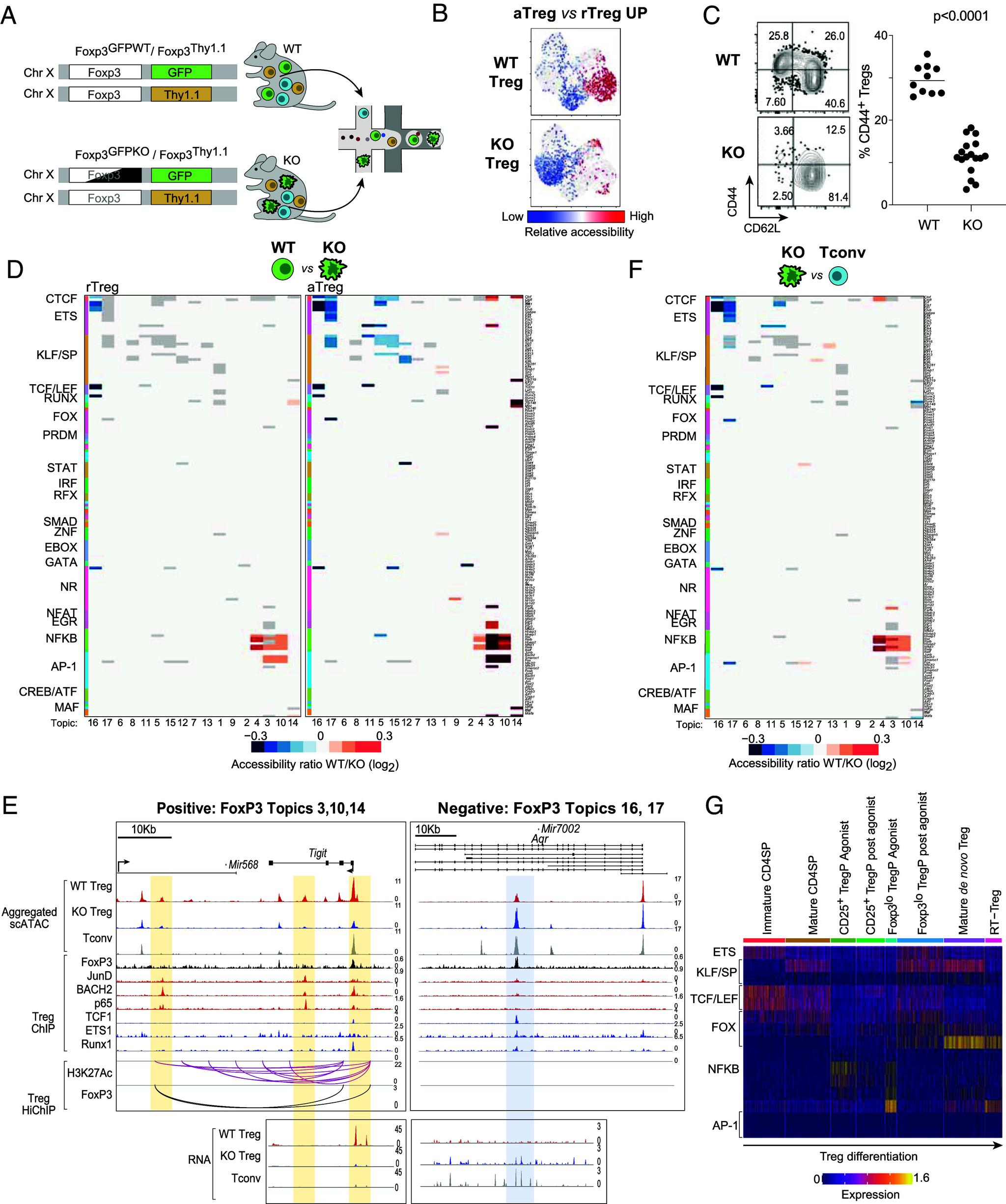 https://cdn.ncbi.nlm.nih.gov/pmc/blobs/86bc/11388289/dc8356a08055/pnas.2411301121fig04.jpg