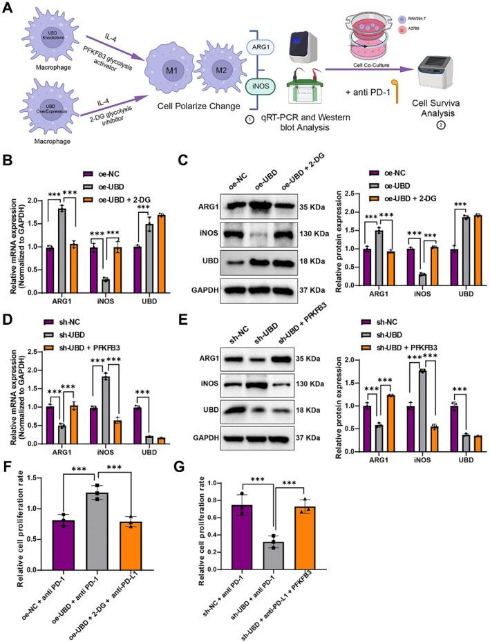 https://cdn.ncbi.nlm.nih.gov/pmc/blobs/86bc/12278697/80865da5012d/CCS3-19-e70034-g001.jpg